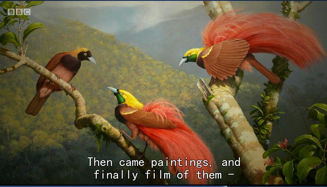 爱登堡的极乐鸟世界 Attenborough's Paradise Birds