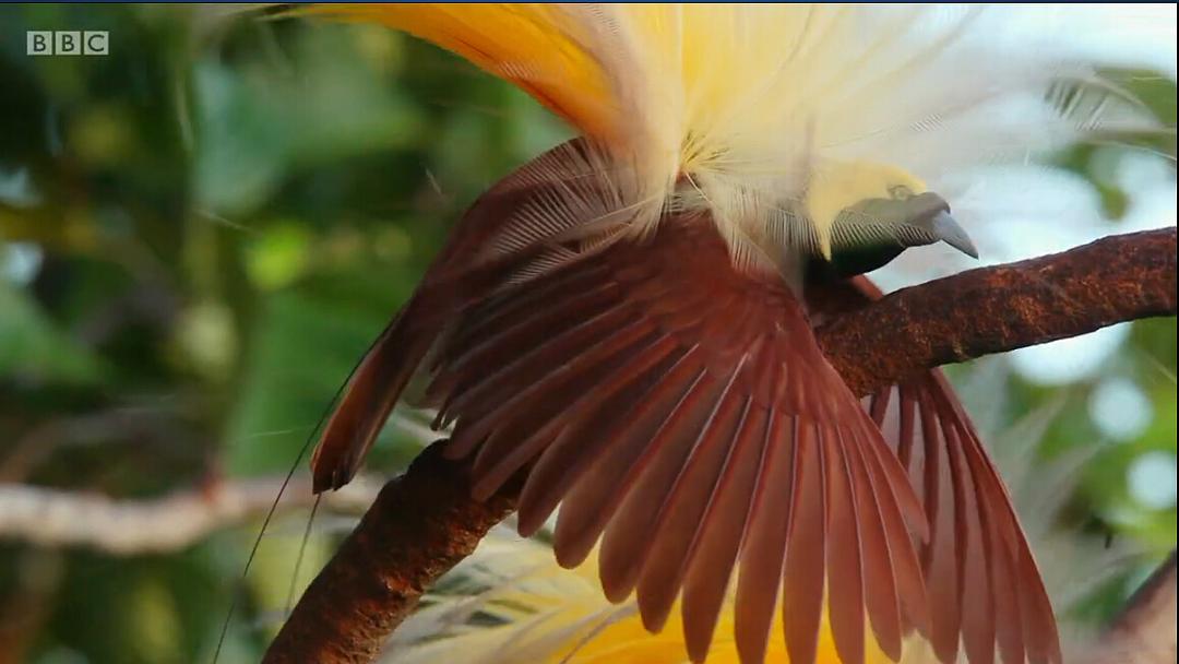爱登堡的极乐鸟世界 Attenborough's Paradise Birds