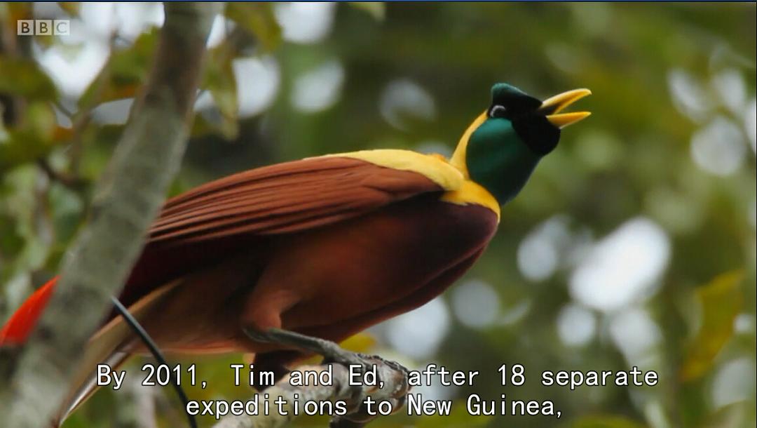 爱登堡的极乐鸟世界 Attenborough's Paradise Birds