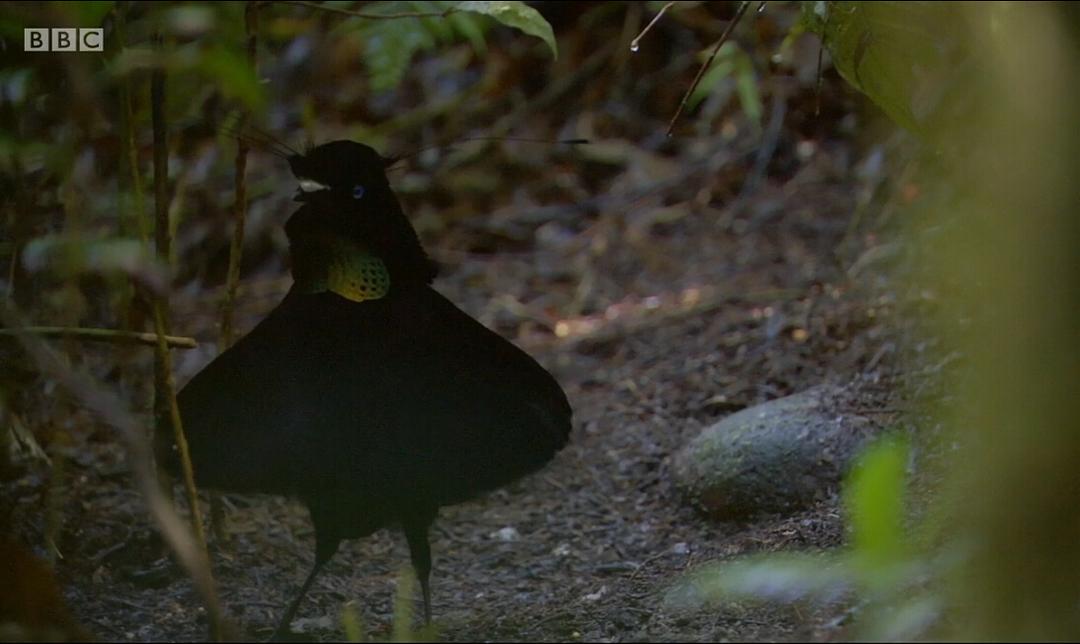 爱登堡的极乐鸟世界 Attenborough's Paradise Birds