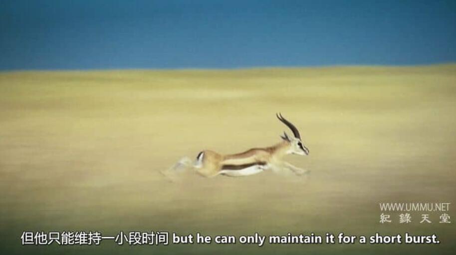 非洲小鹿 Fawn Identity