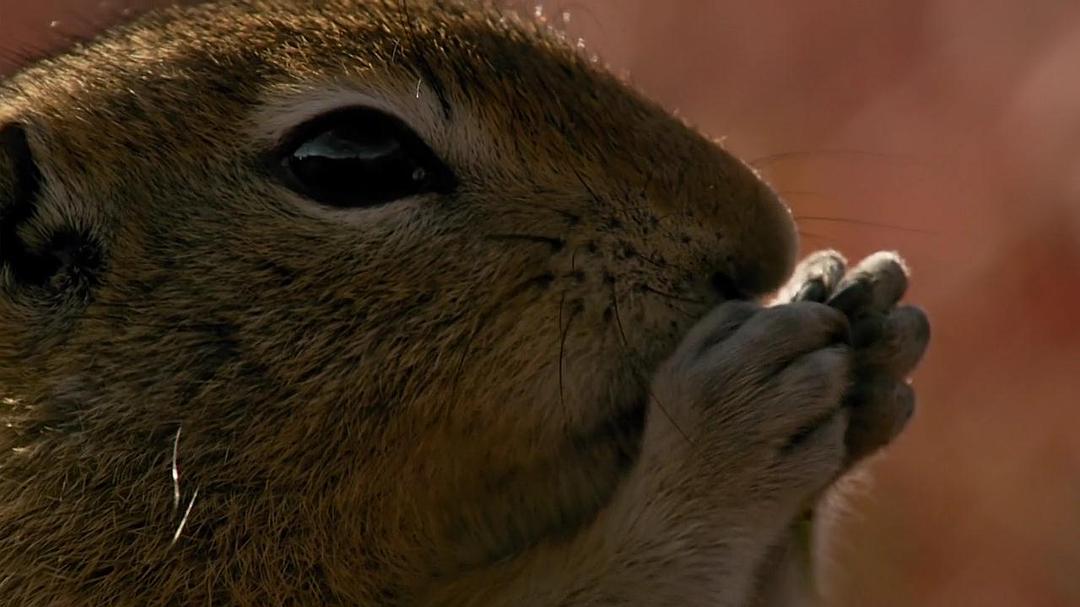 阿拉斯加：地球上的冰冻王国 Alaska: Earth's Frozen Kingdom