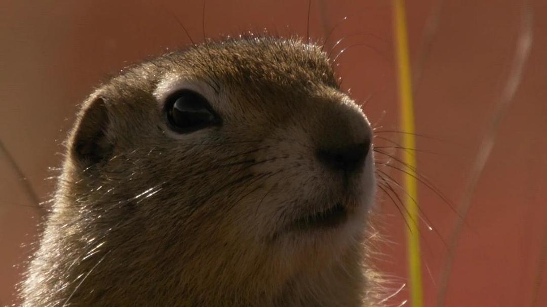 阿拉斯加：地球上的冰冻王国 Alaska: Earth's Frozen Kingdom