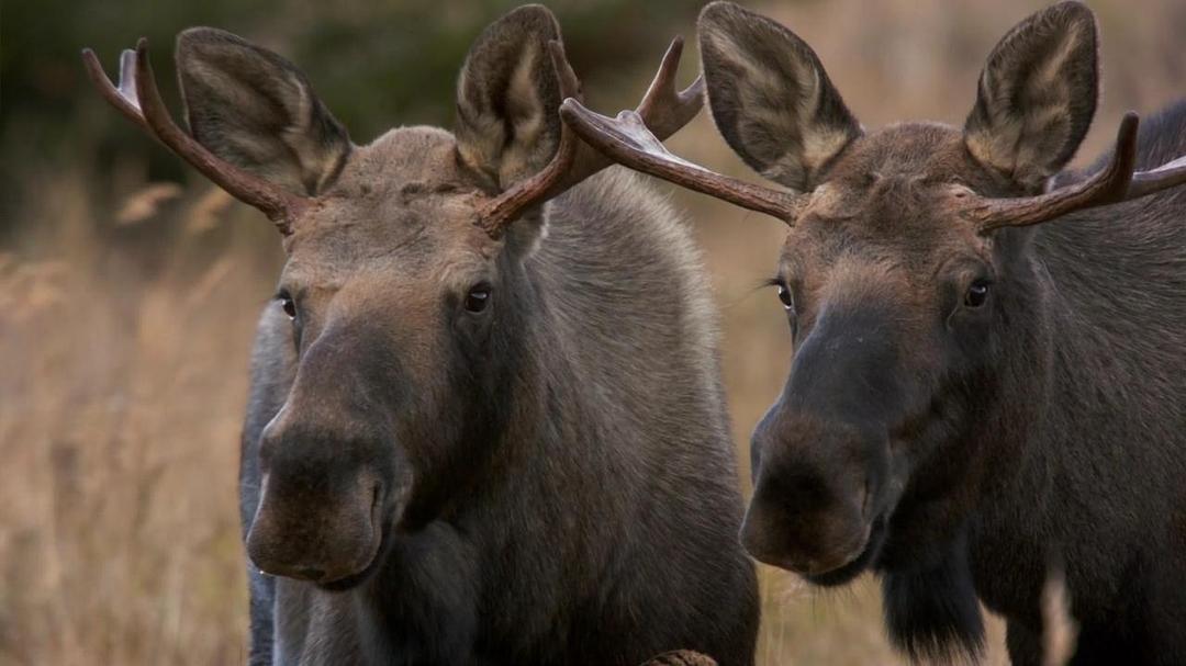 阿拉斯加：地球上的冰冻王国 Alaska: Earth's Frozen Kingdom