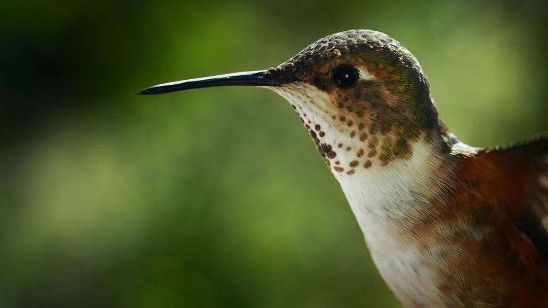 阿拉斯加：地球上的冰冻王国 Alaska: Earth's Frozen Kingdom