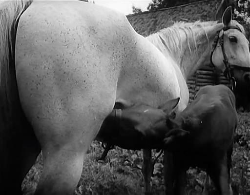 旧世界群像 Obrazy starého sveta