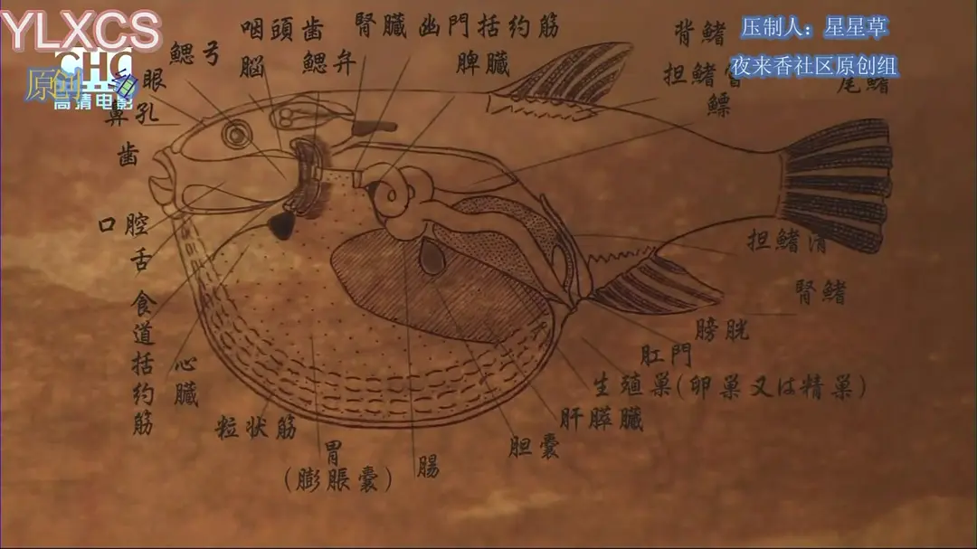 河豚：一种渴望的味道 FUGU – A Taste to Die For