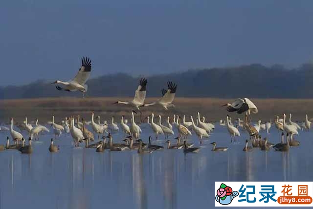 央视鸟类纪录片《天是鹤家乡 中国九种鹤的影像志》全1集 TS/蓝光高清纪录片资源百度云盘下载