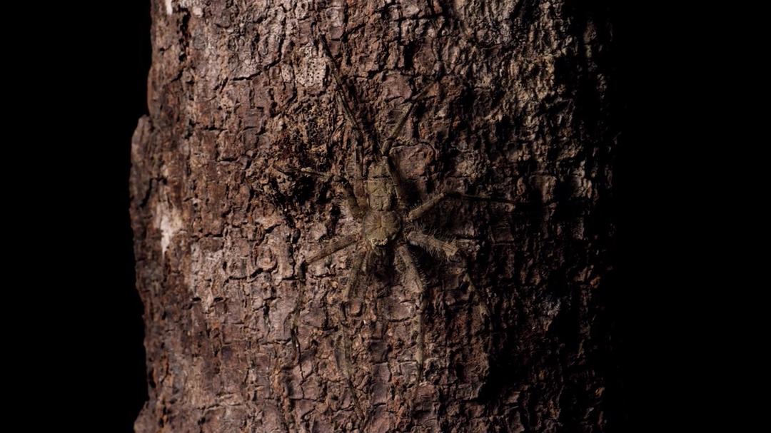 微型猛兽世界之旅 Micro Monsters 3D