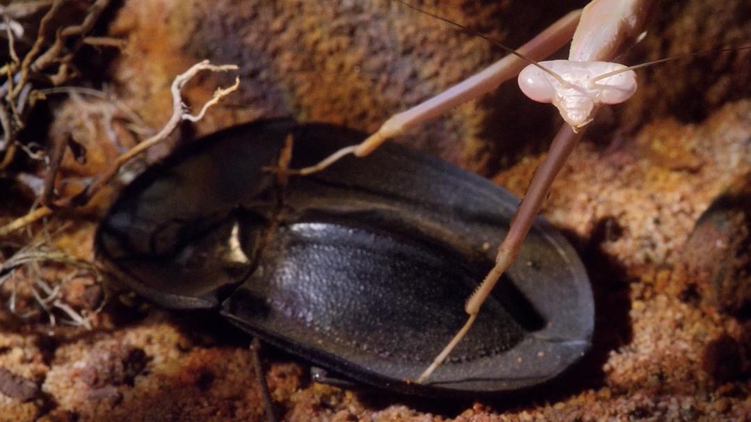 微型猛兽世界之旅 Micro Monsters 3D