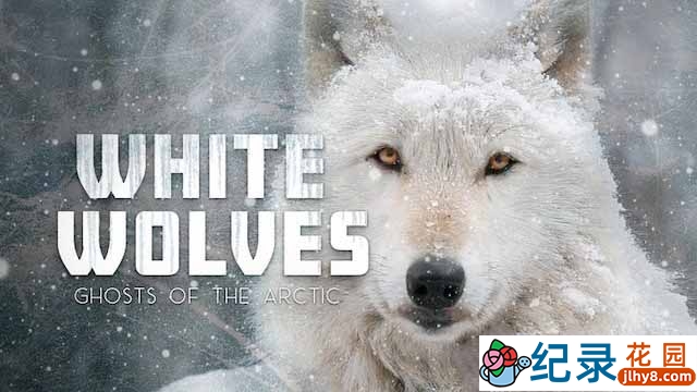 CBC自然生态纪录片《北极狼：极地幽灵》全1集中字 TS/蓝光高清纪录片资源百度云盘下载