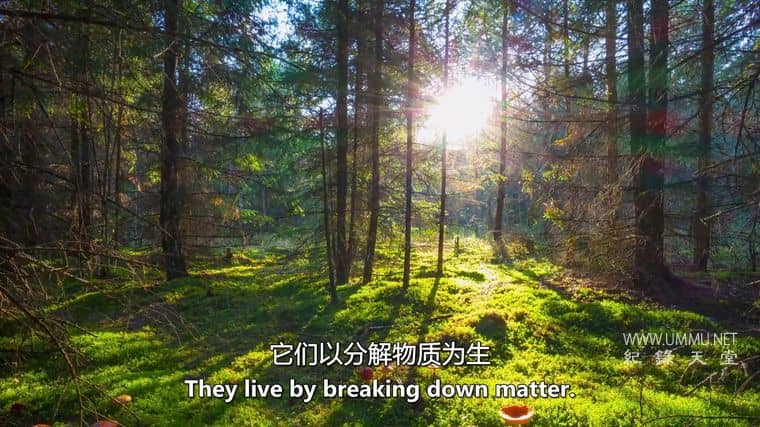 僵尸真菌的攻击 Attack of the Zombie Fungus