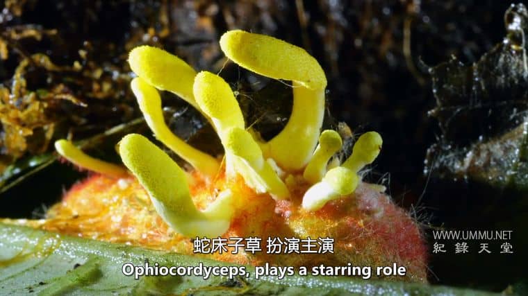 僵尸真菌的攻击 Attack of the Zombie Fungus