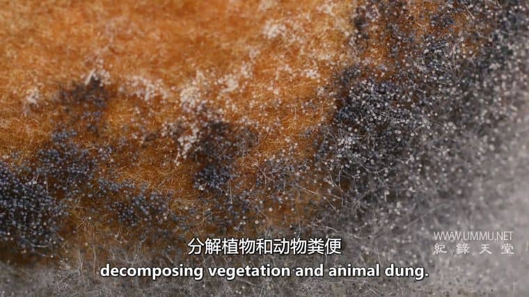 僵尸真菌的攻击 Attack of the Zombie Fungus