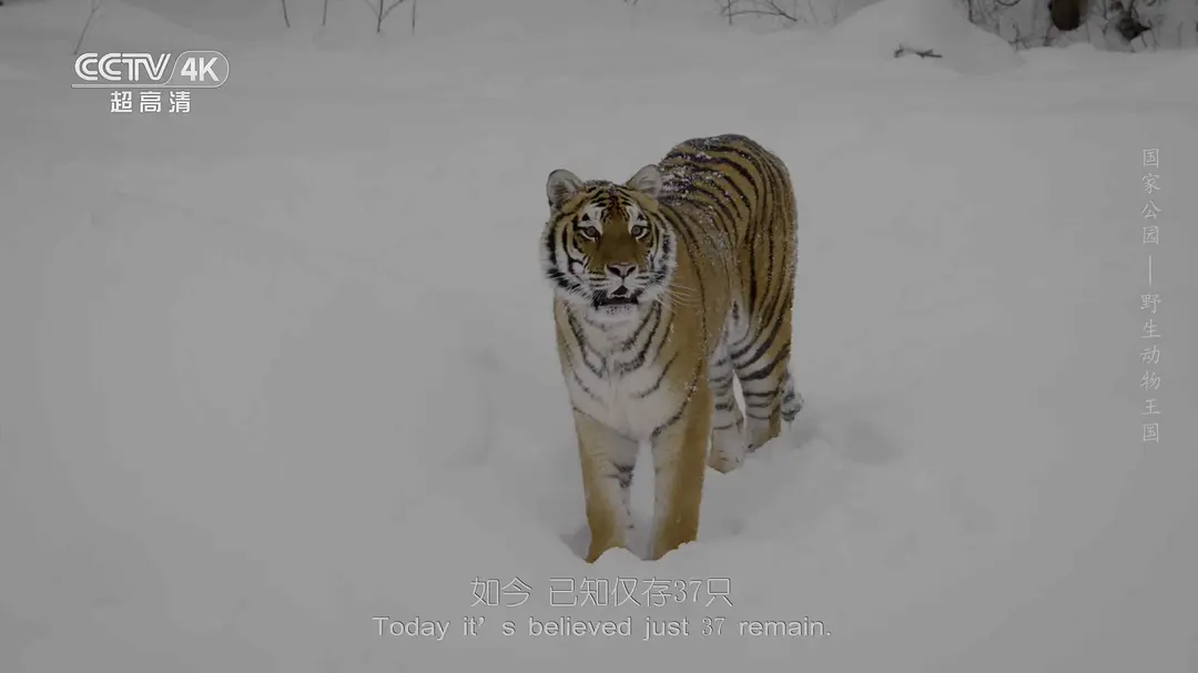 国家公园：野生动物王国