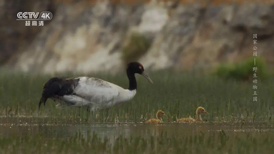 国家公园：野生动物王国