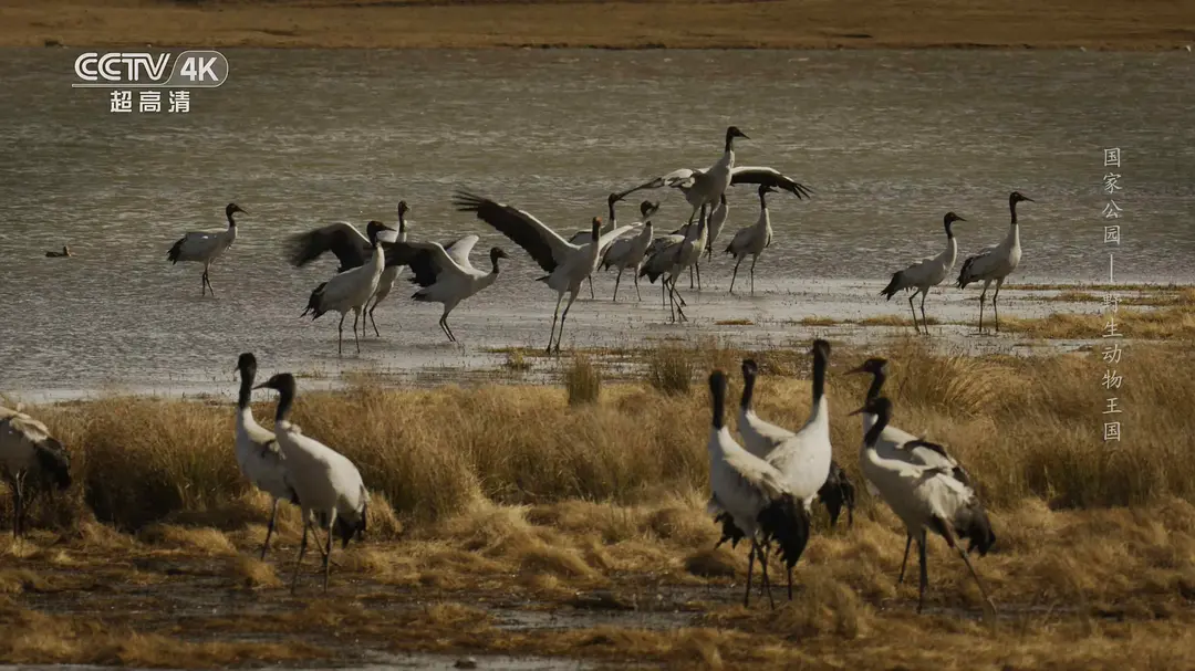 国家公园：野生动物王国