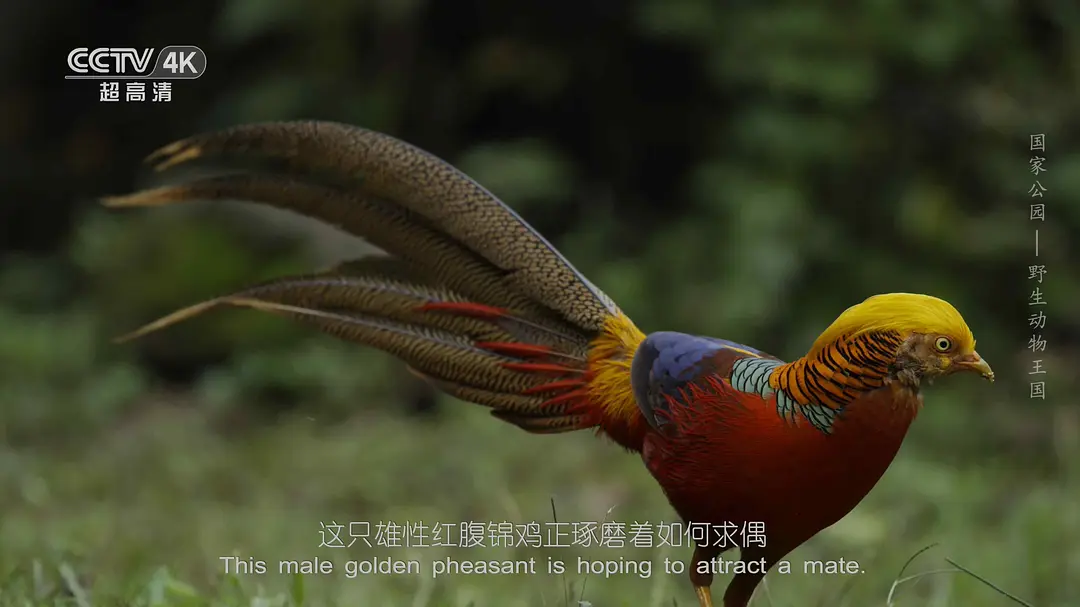 国家公园：野生动物王国