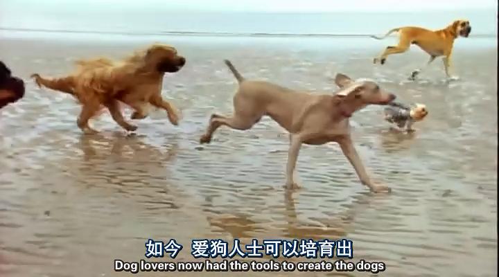认识狗狗 Woof! A Horizon Guide to Dogs