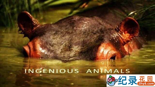 BBC动物行为研究纪录片《天才动物 Ingenious Animals》全4集 720P/1080i纪录片资源百度云盘下载