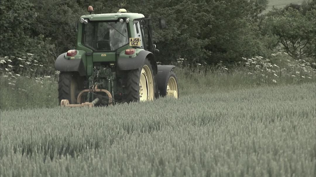 蜜蜂、蝴蝶与花朵 Bees Butterflies and Blooms