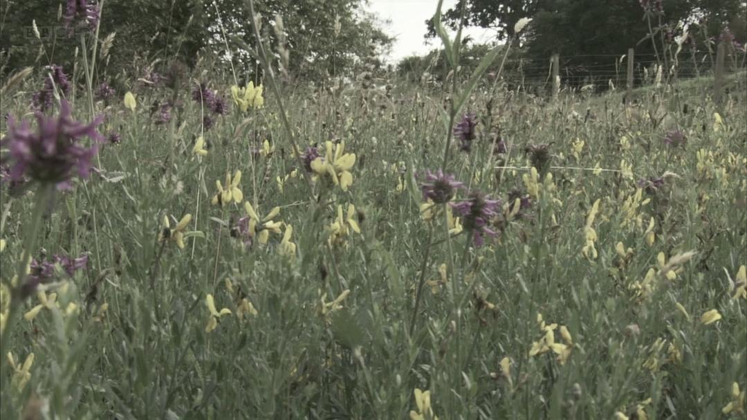 蜜蜂、蝴蝶与花朵 Bees Butterflies and Blooms