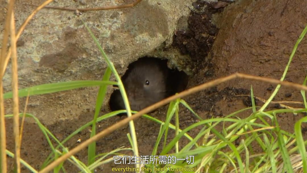 穴居动物大观 第一季 The Burrowers: Animals Underground Season 1