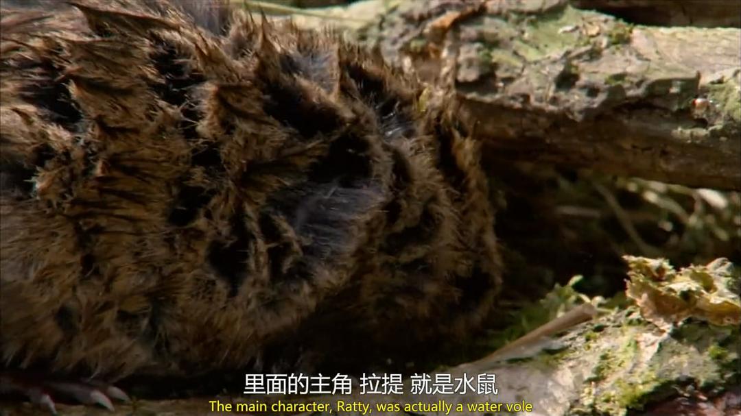 穴居动物大观 第一季 The Burrowers: Animals Underground Season 1