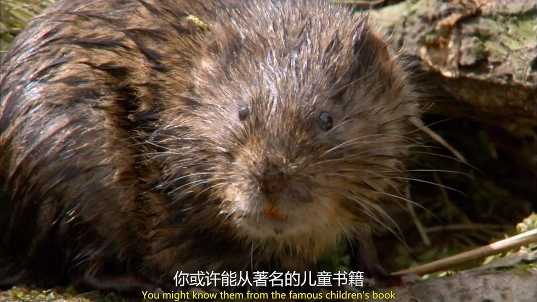 穴居动物大观 第一季 The Burrowers: Animals Underground Season 1