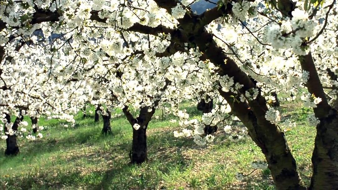 小宇宙2：基因狂想曲 Genesis