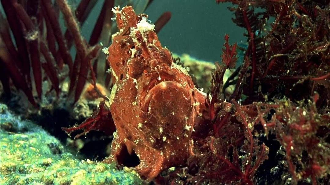 小宇宙2：基因狂想曲 Genesis