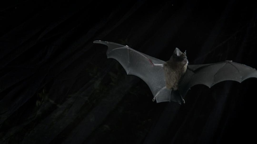 征服天穹 David Attenborough's Conquest of the Skies