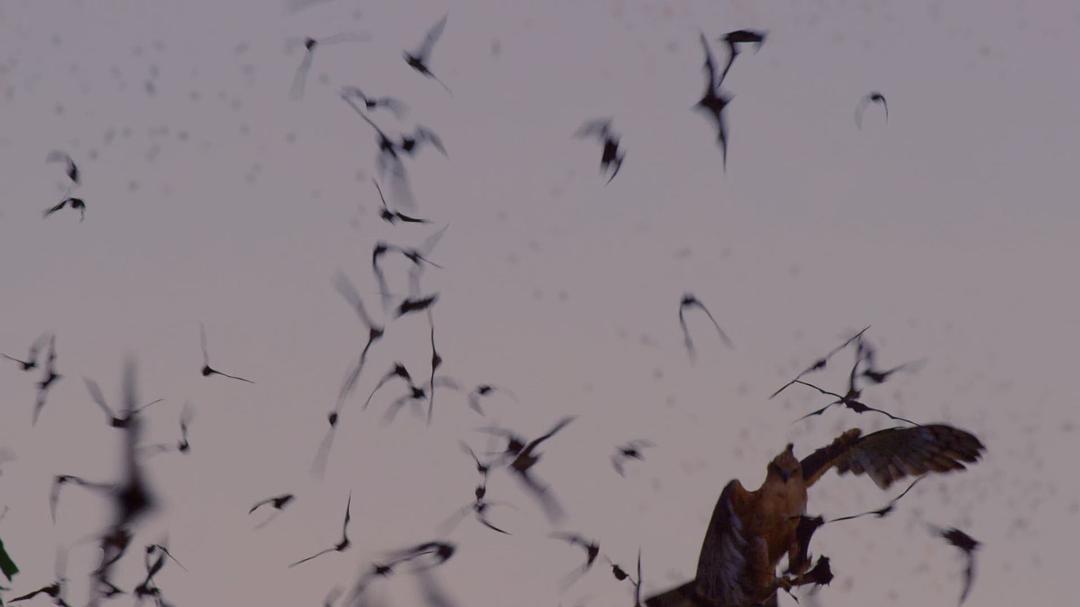 征服天穹 David Attenborough's Conquest of the Skies