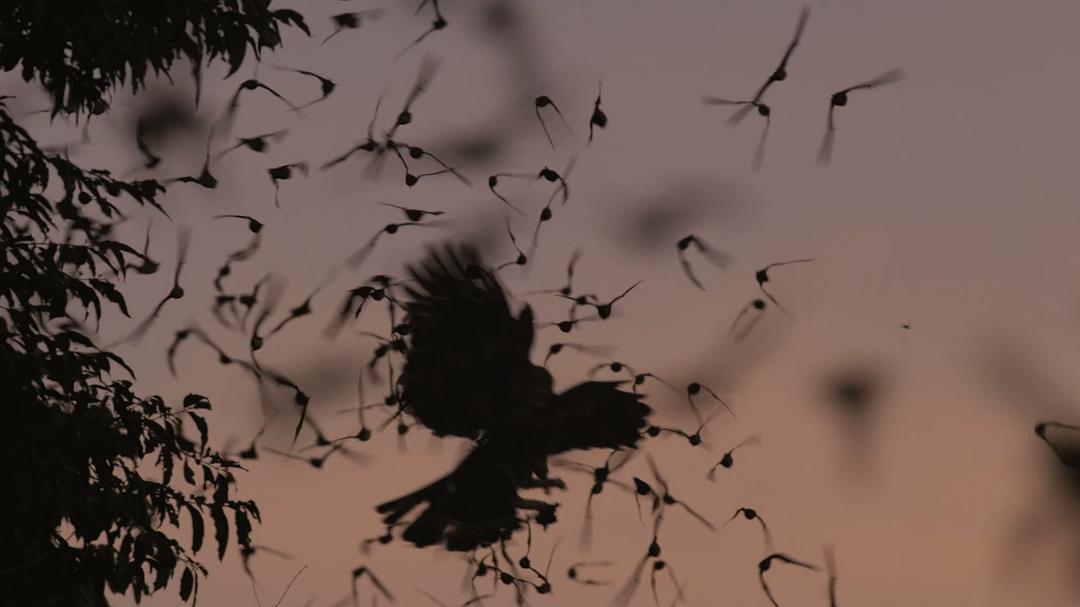 征服天穹 David Attenborough's Conquest of the Skies