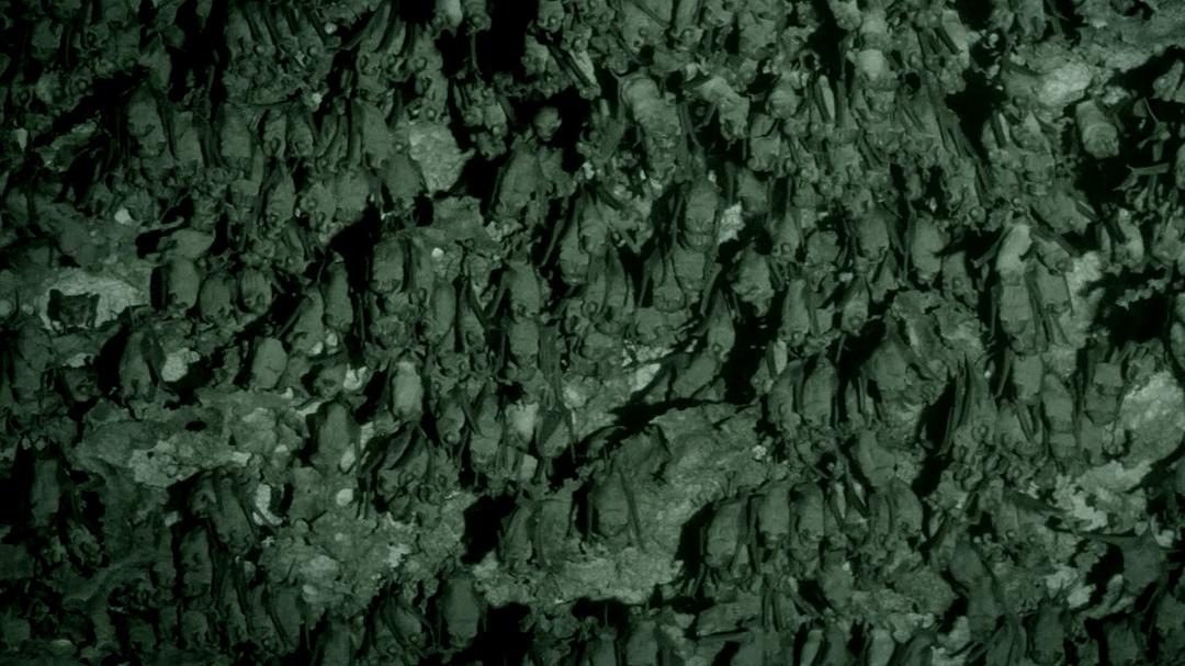 征服天穹 David Attenborough's Conquest of the Skies