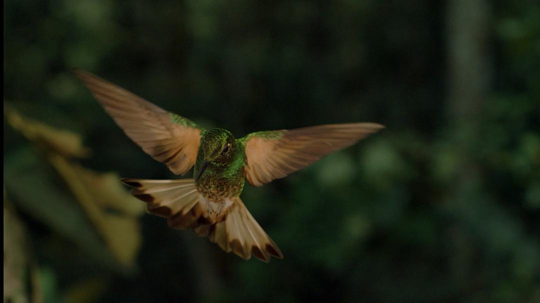 征服天穹 David Attenborough's Conquest of the Skies