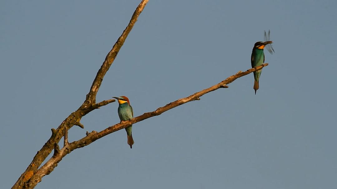 征服天穹 David Attenborough's Conquest of the Skies