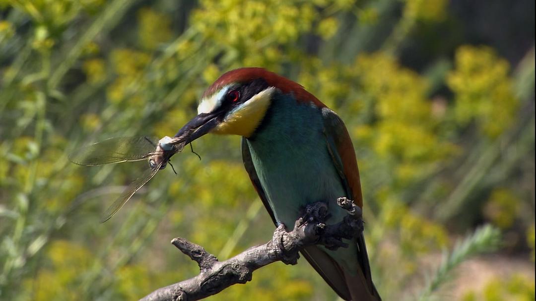 征服天穹 David Attenborough's Conquest of the Skies