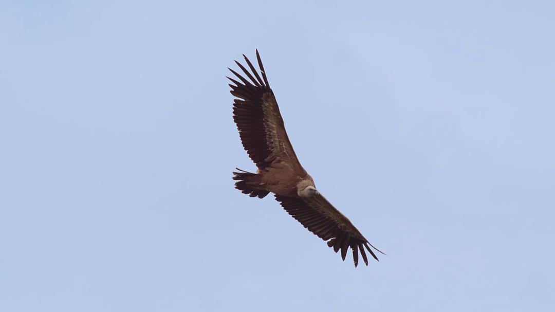 征服天穹 David Attenborough's Conquest of the Skies