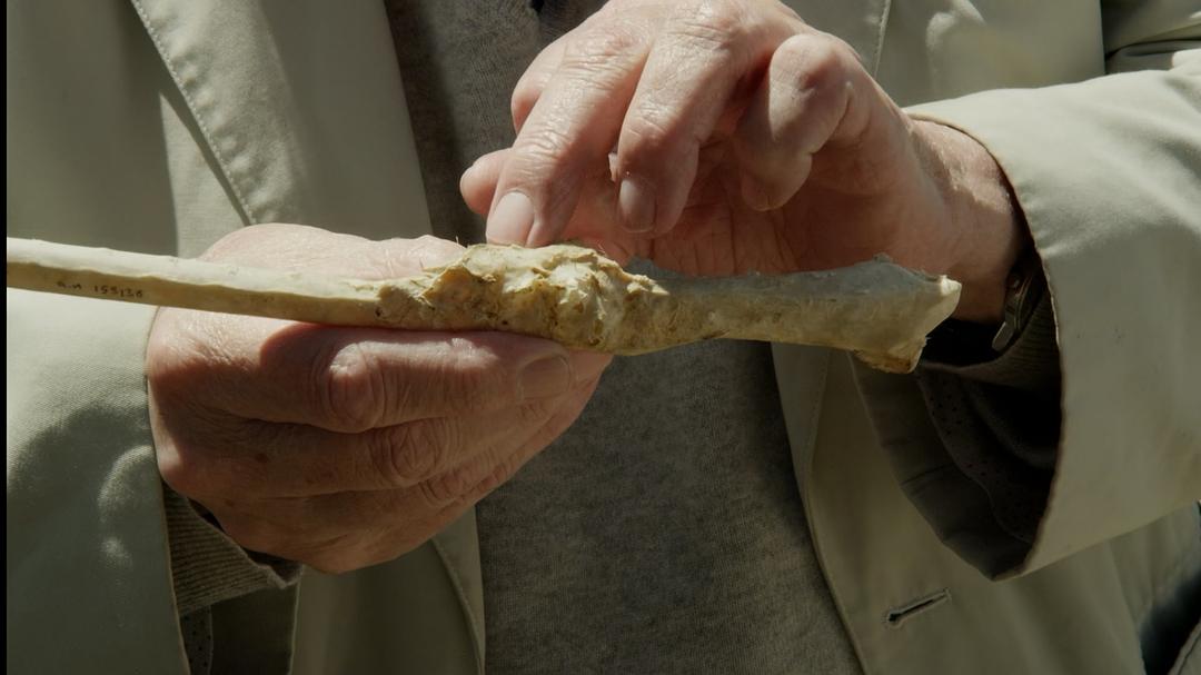 征服天穹 David Attenborough's Conquest of the Skies