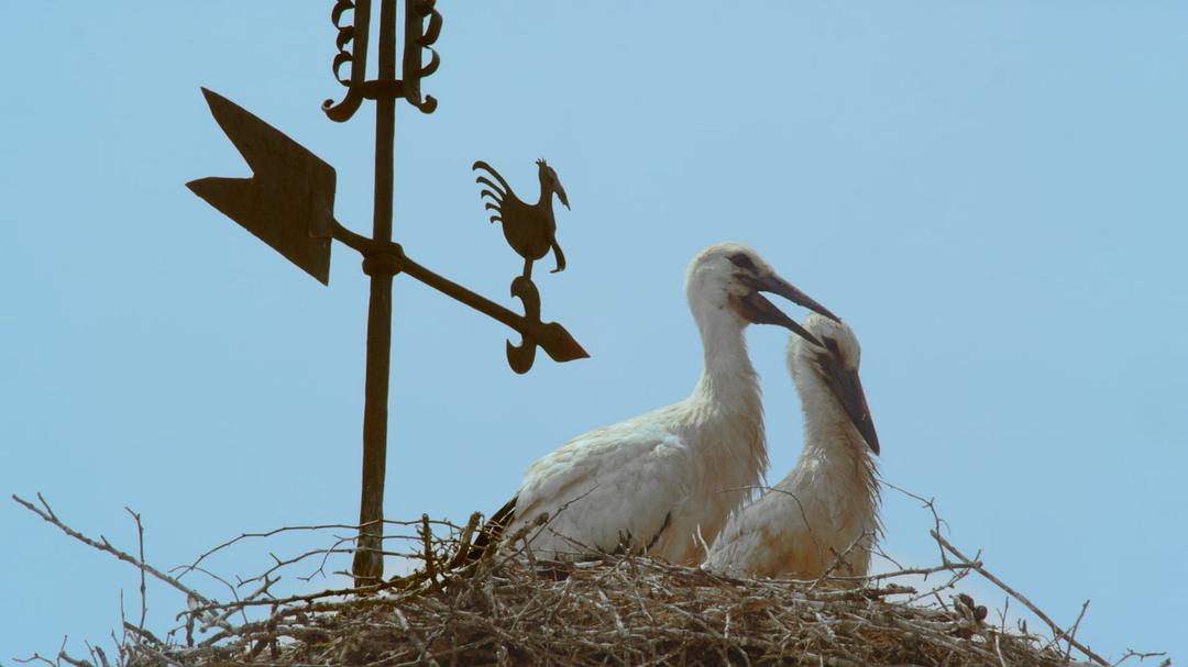 征服天穹 David Attenborough's Conquest of the Skies