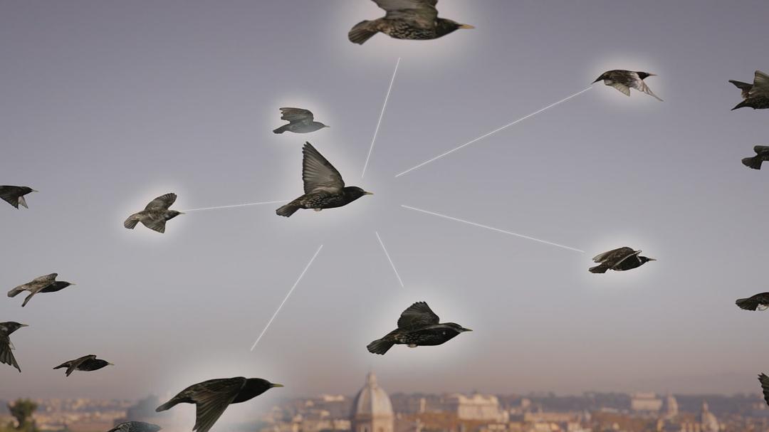 征服天穹 David Attenborough's Conquest of the Skies