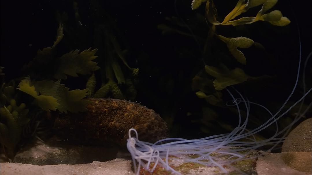 生命的起源 Origine océan – 4 milliards d'années sous les mers