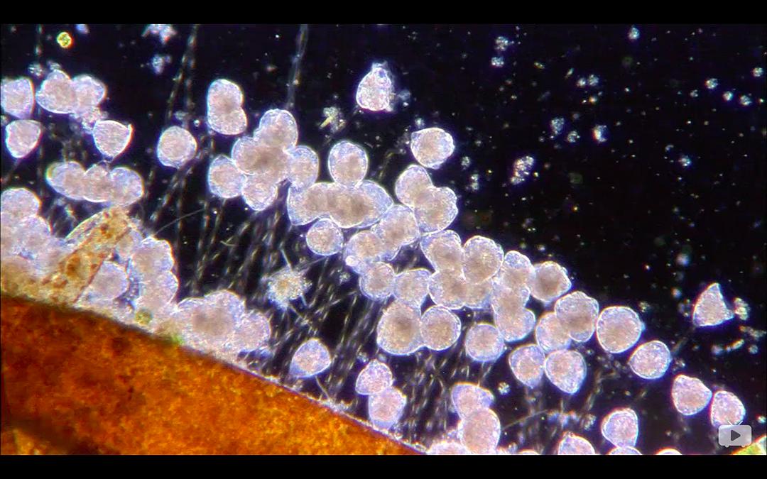 生命的起源 Origine océan – 4 milliards d'années sous les mers