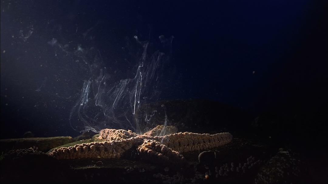 生命的起源 Origine océan – 4 milliards d'années sous les mers