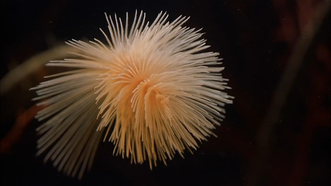 生命的起源 Origine océan – 4 milliards d'années sous les mers