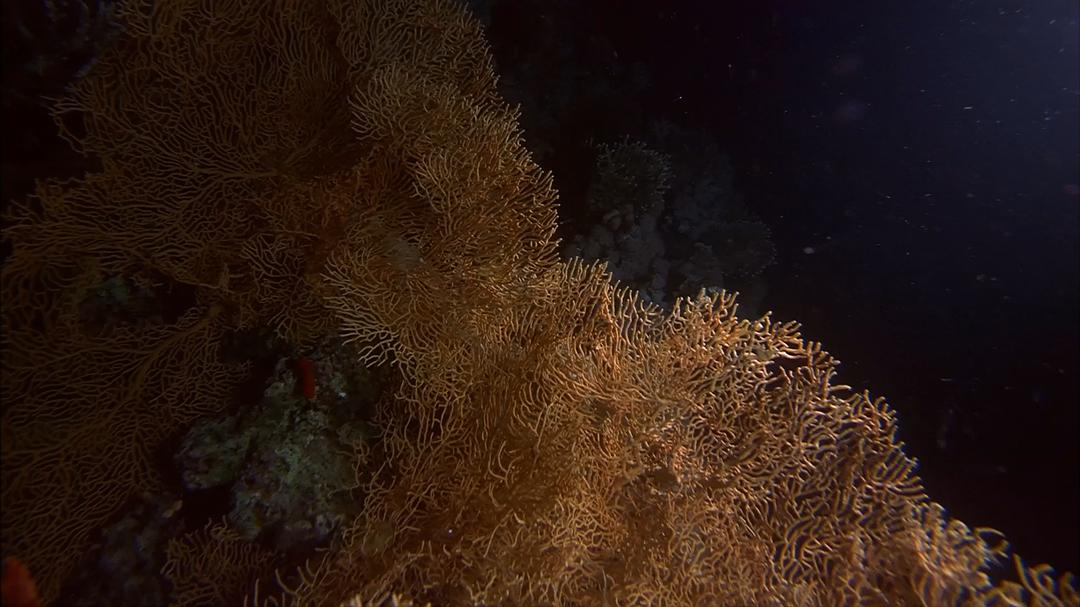 生命的起源 Origine océan – 4 milliards d'années sous les mers