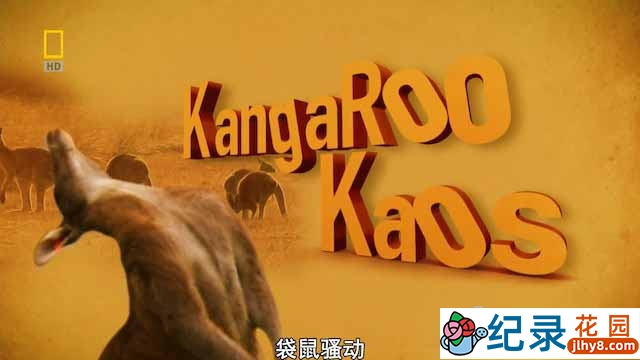 国家地理动物保护纪录片《袋鼠骚动 Kangaroo Kaos》全1集 720P/1080i纪录片资源百度云盘下载