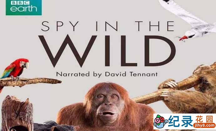 BBC动物间谍纪录片《荒野间谍 Spy in the Wild》第1季 720P/1080i高清纪录片百度云下载