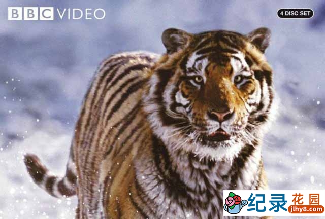 BBC野生动物纪录片《哺乳类全传 The Life of Mammals》全10集 标清纪录片资源百度云盘下载